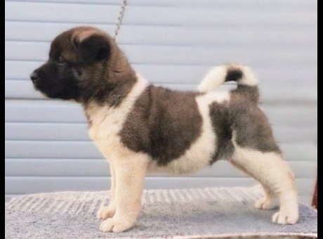 americka akita 08.jpg